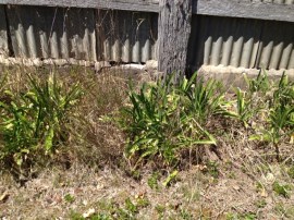 Back garden original1