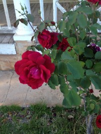 Good Samaritan rose