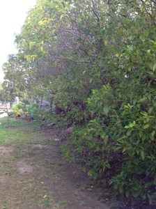 What was once a neat hedge