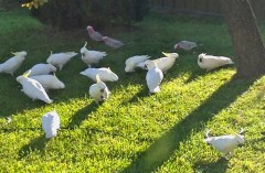 Morning wake-up call