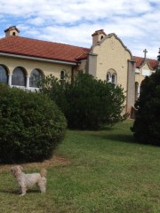 Front shrubs with the elusive and reclusive Tango