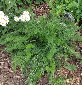 Yarrow
