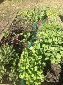 Bed 2 - already attacked several times by an unknown animal