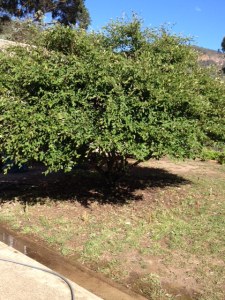 Catoneastor - cleaned up and waiting for freesias