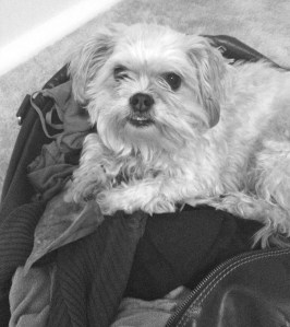 The reclusive Tango in her favourite spot, my bag