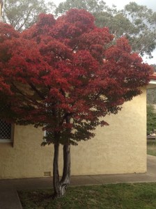 One of the twin Maples at its best