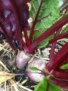 Beetroot - so exciting to see how developed it is