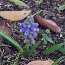 Grape Hyacinth - tiny but so cute