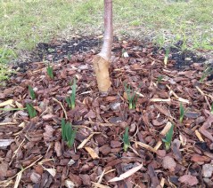 Daffodils around the new flowering Crabapple - just peeping through