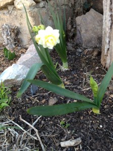 One of the first daffodils - an Erlicheer