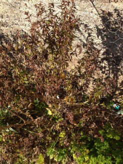 The Basil just hated the frost. I doubt it will survive. It was fine a few days ago.