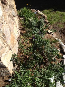 The Grotto beds are settling in well. A mix of plants making themselves at home.