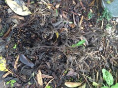 A Heliotrope that will not see Spring