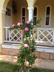 One of the original and most stunning roses outside the Chapel. Best bet so far is Chicago Peace.