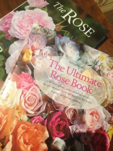 Doing some serious research. So many beautiful roses and still not enough space!