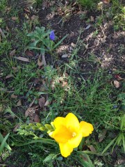 The first of the Freesias.