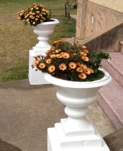 These Gazanias suite the old urns - and need to be able to take plenty of heat.