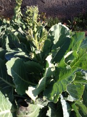 I'm sure the Sprouts are not supposed to look like this!