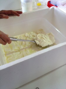 Cutting the curd - like the milkmaids of times past