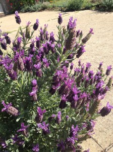 The Lavenders (together with catmint and thyme) are bushing and flowering along the back garden path