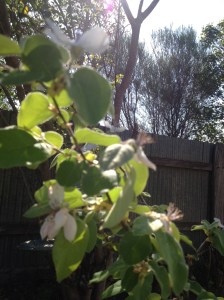 Flowering Quince - this is a real, fruiting quince, unlike some of the ornamentals I have also included in the garden