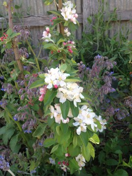 Golden Hornet Crab Apple in full bloom
