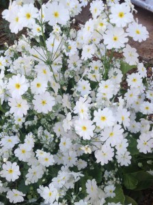 And the white primulas have flowered their hearts out