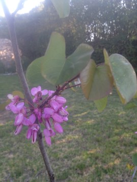 The Judas tree - these blossoms have lasted for weeks and the leaves have an attractive and distinctive shape