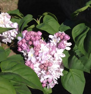 My first Lilac