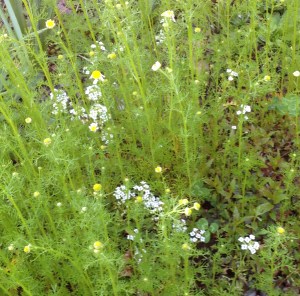 Chamomile just starting to flower. Jumped up a bit higher than a groundcover despite the whippersnapper.