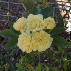The first bloom on the Banksia Rose which is thriving despite an earlier setback being run over by a rampant car