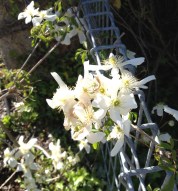Clematis seem to thrive here