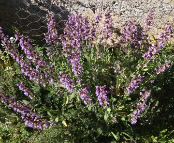 The Sage trying to outshine the ornamentals. 