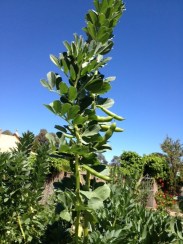 Broad beans in cropping mode. My friend's photo came with the comment, "This could be in Tuscany." Well, Tuscany/Kandos - very similar,