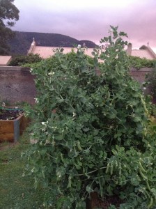 Sugar Snap Peas - another heavy cropper with peas that never go to waste