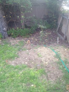 A troublesome corner. I'm thinking it may house a deep bed of azaleas.