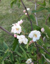 The flowering Crab Apple - still a small tree but has great promise and the blossoms are lovely. Hopefully they continue to appear a few weeks after the Prunus' finish.