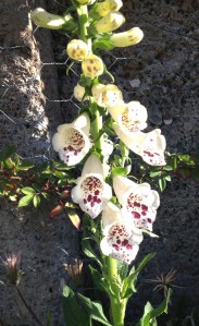 Foxglove (or Digitalis). Planted last Summer and forgotten until now. Dramatic and fitting for the back wall.