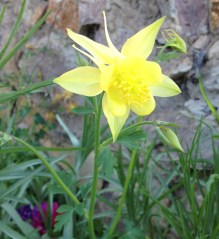 Pure yellow next to the Grotto