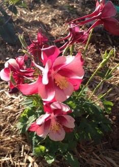 Dramatic red - you can see the spurred petals clearly
