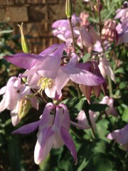 A gorgeous mauve out the front. So delicate a flower.