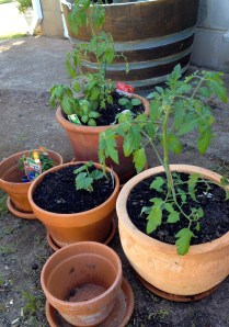 Tomatoes in pots