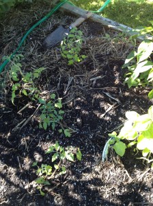 Tomatoes in the veg beds. I'm sure I can find a few more places for them. I'll have to!