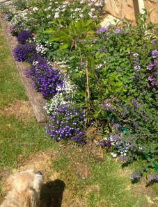 Lots of blue here with electric lobelias and verbena. That's Tango admiring the bed