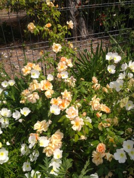 Crepuscule - I knew this wouldn't disappoint