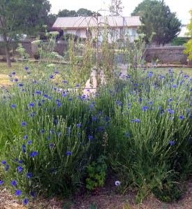 The Cornflowers - "Look at me, look at me!"