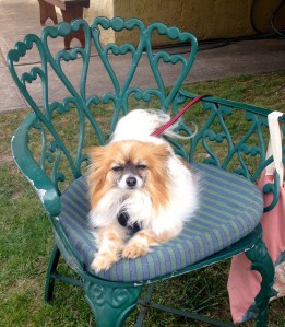 Roxy refused to miss a minute whilst Tango decided the bedroom was the best place to be