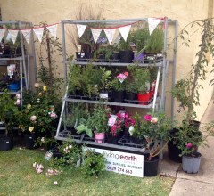 Living Earth's plant stall provided interest and temptation for visitors