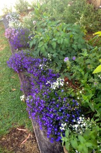 The Lobelias were electric down the side bed