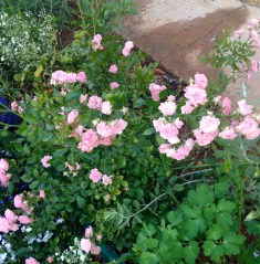 The Fairy Rose also chose to bloom at its best